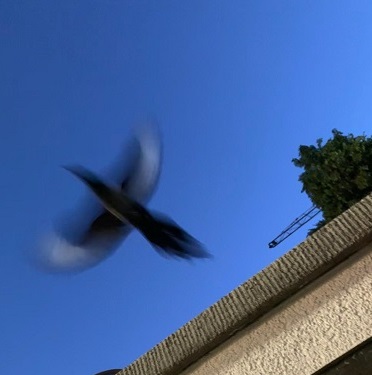 Vermeintlicher Marder stellte sich als Vogel heraus