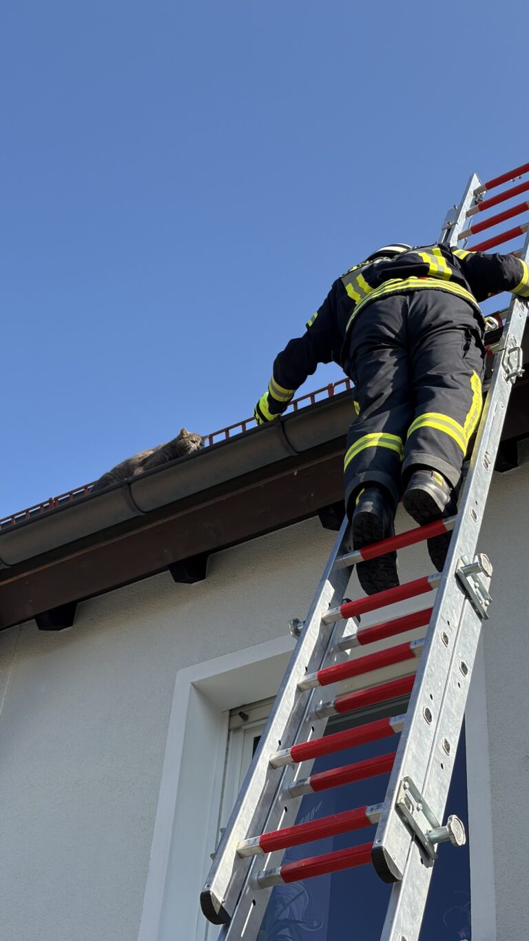 Hungrige Katze gerettet